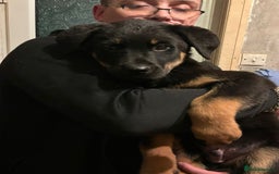 Mixed Breed dogs for sale: Rottweiler x Akita  mastiff pups - Advert 17