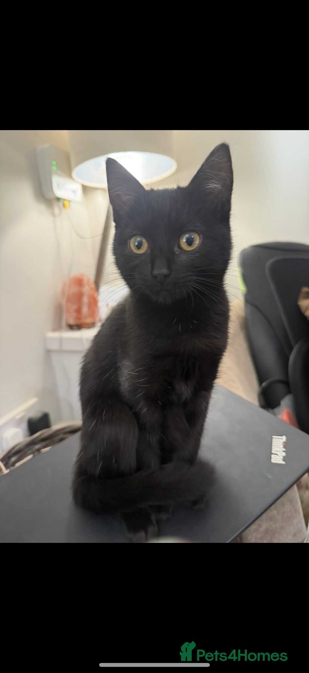 Mixed Breed cats for sale: 3 kittens available - Advert 4