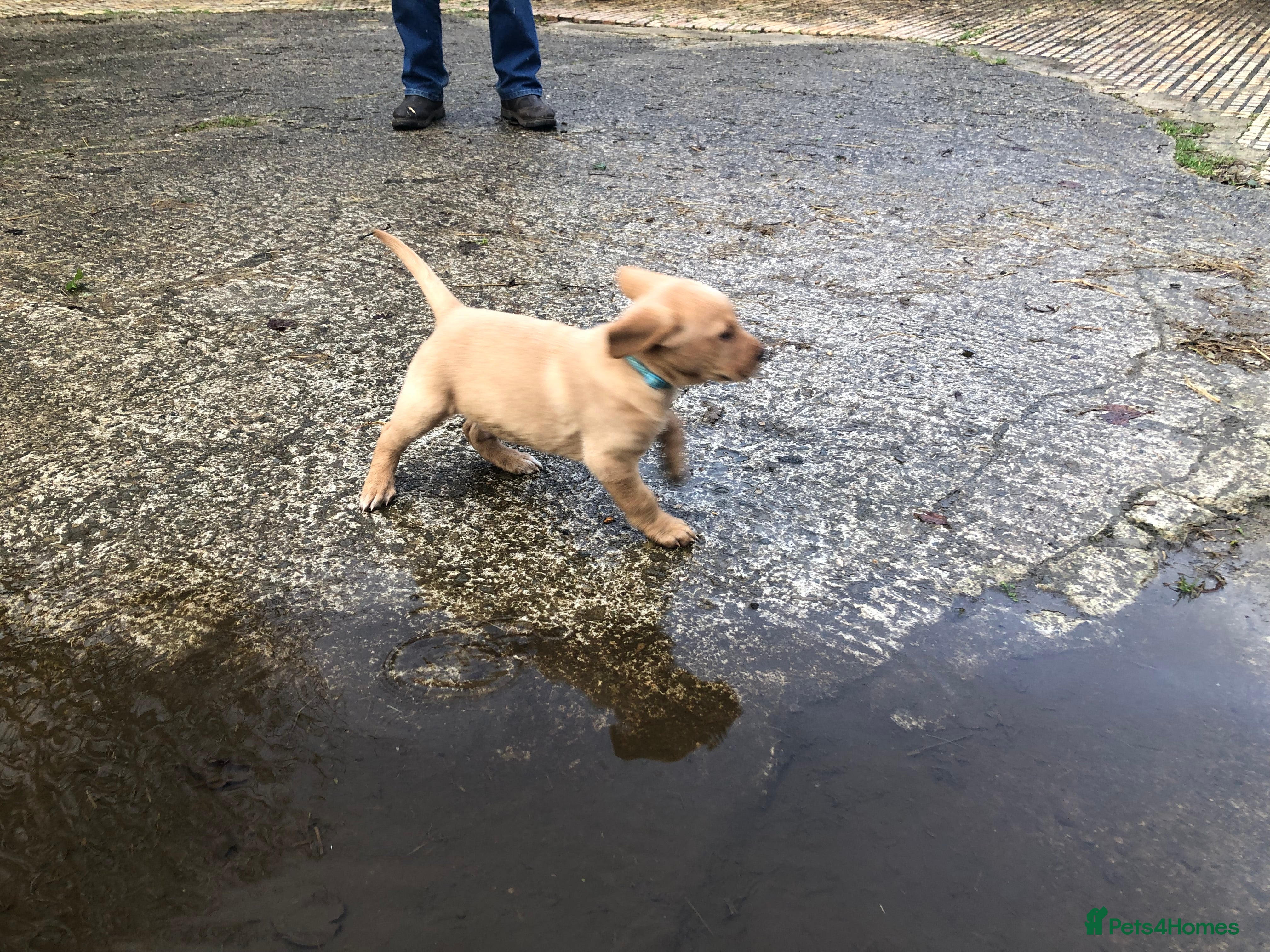 Labrador Retriever dogs Kc registered Labrador puppies(2 remaining) - Advert 5