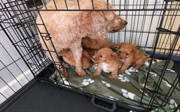 Cavapoo dogs for sale: F1 cavapoos  - Image 15