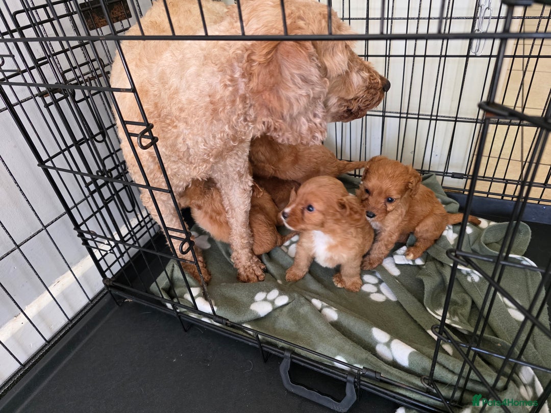 Cavapoo dogs for sale: F1 cavapoos  - Image 15