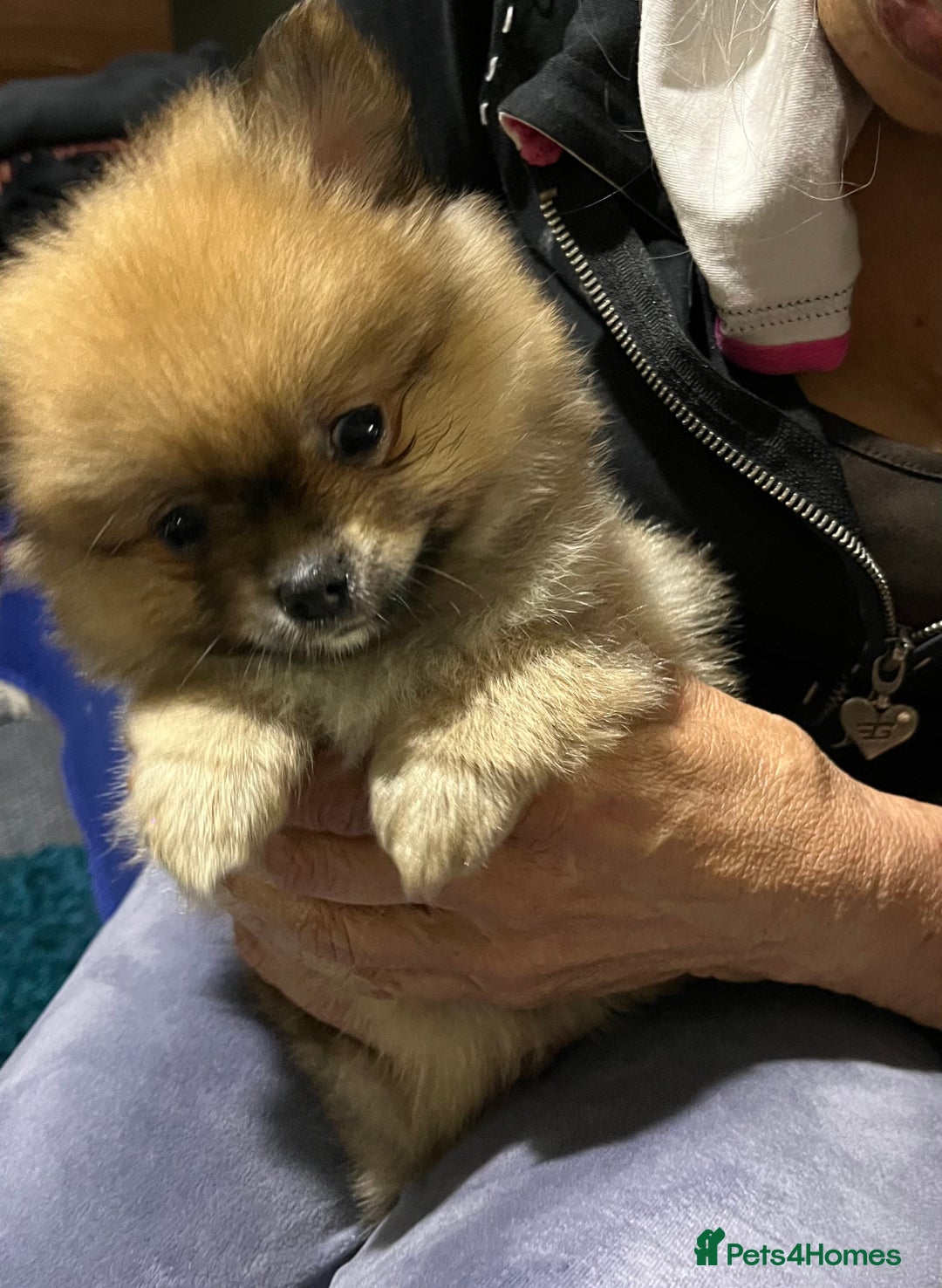 Pomeranian dogs for sale: Pom puppy for sale  - Image 10