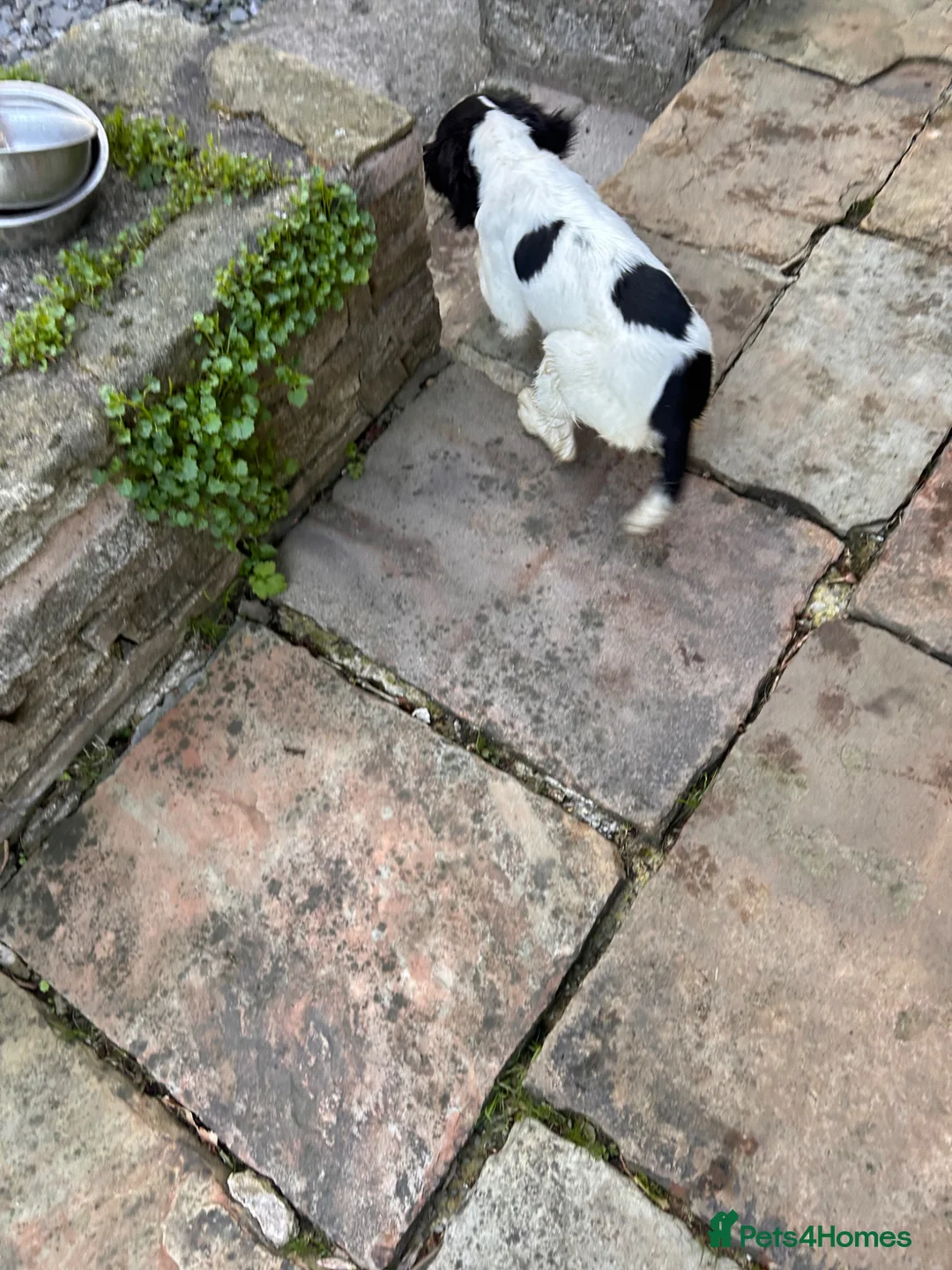 English Springer Spaniel dogs for sale: Springer Spaniel Bitch - Advert 6