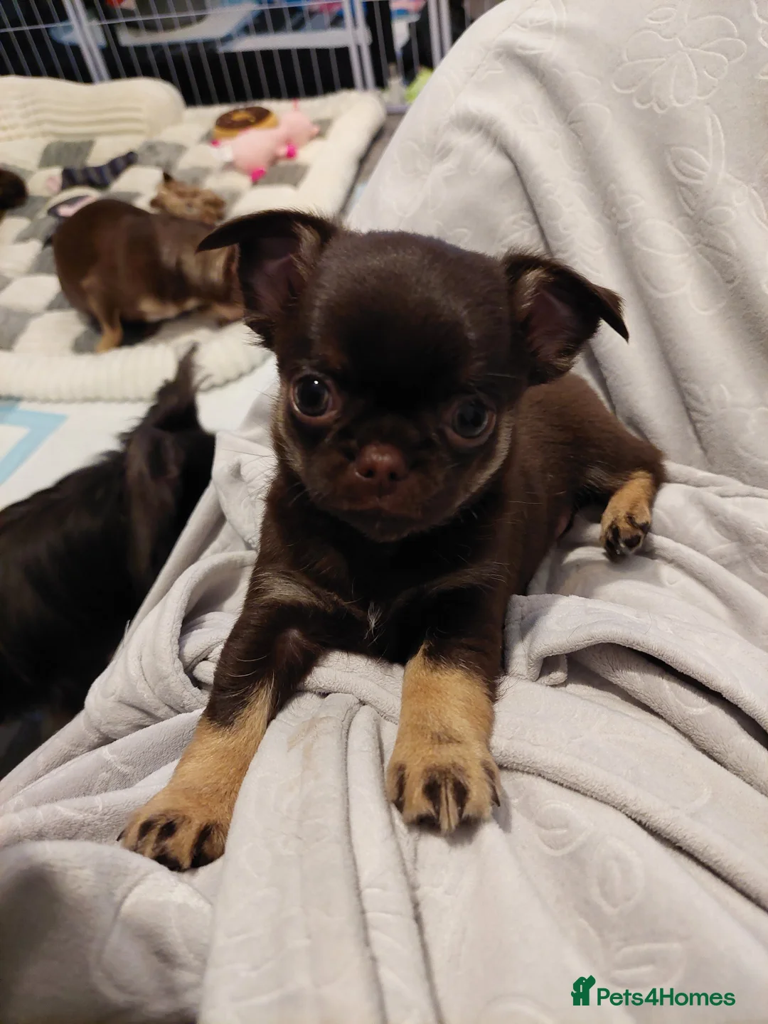 Chihuahua dogs for sale: Stunning Chihuahua boy - Advert 8