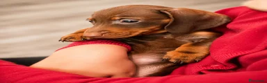 Miniature Dachshund Puppy 2 choc & tan 