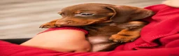 Miniature Dachshund dogs for sale: READY NOW!! Beautiful Miniature Dachshund Puppies - Advert 7