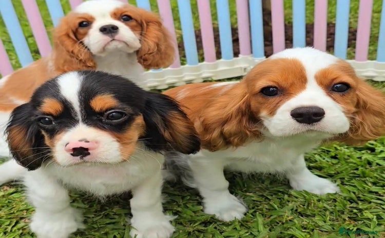 Cavalier King Charles Spaniel dogs - Advert 2
