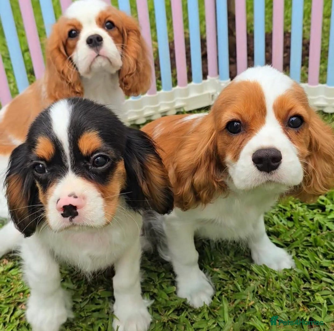 Cavalier King Charles Spaniel dogs for sale: Pure-bred Cavalier King Charles Spaniel puppies  - Image 1