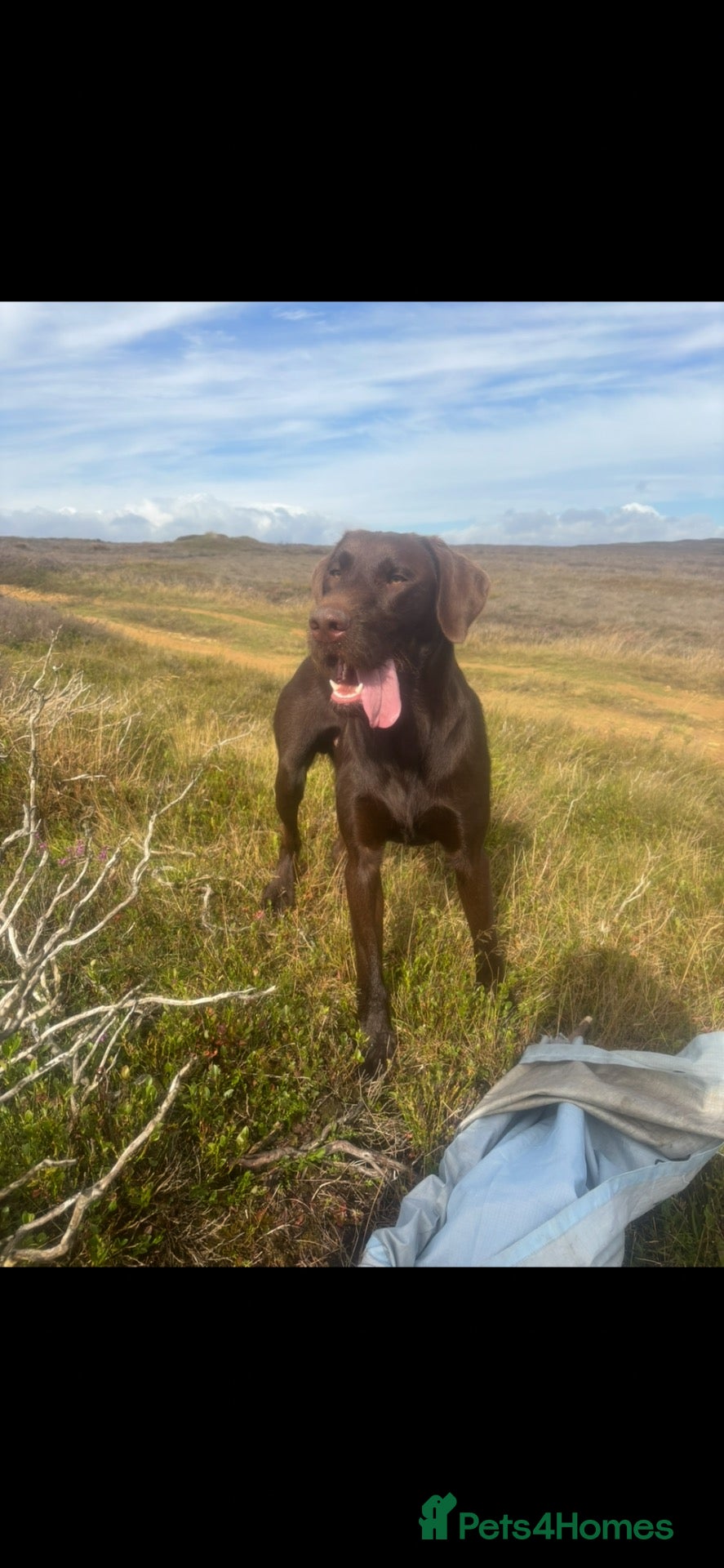 Mixed Breed dogs German wirehaired pointer x Labrador  - Advert 5