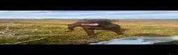 Mixed Breed dogs for sale: German wirehaired pointer x Labrador  - Advert 1