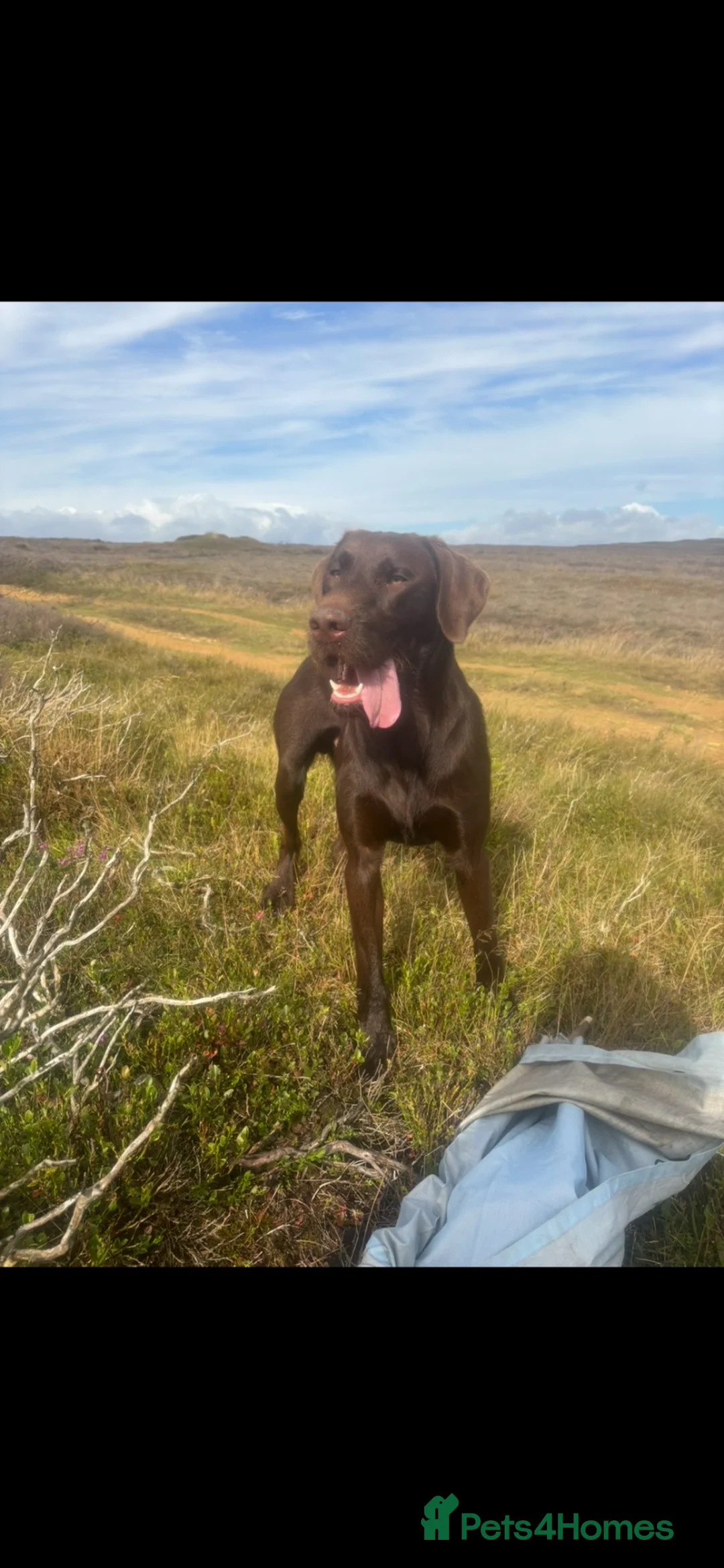 Mixed Breed dogs for sale: German wirehaired pointer x Labrador  - Advert 1