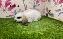Mini Lop rabbits for sale: Mini lop baby rabbits  - Image 1