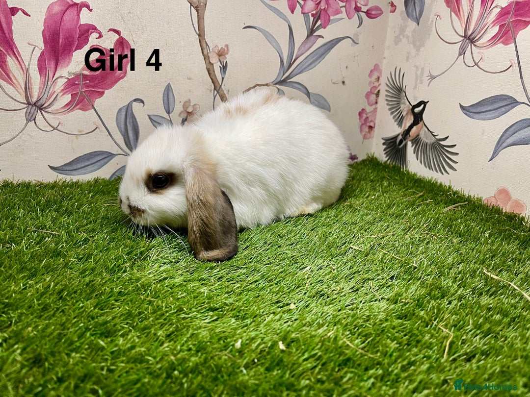Mini Lop rabbits for sale: Mini lop baby rabbits  - Image 1