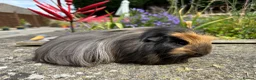 Guinea Pig rodents for sale: Beautiful bonded guinea pig boars (boys) - Advert 2
