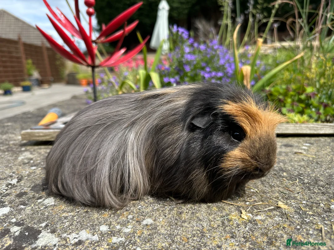 Guinea Pig rodents for sale: Beautiful bonded guinea pig boars (boys) - Advert 2