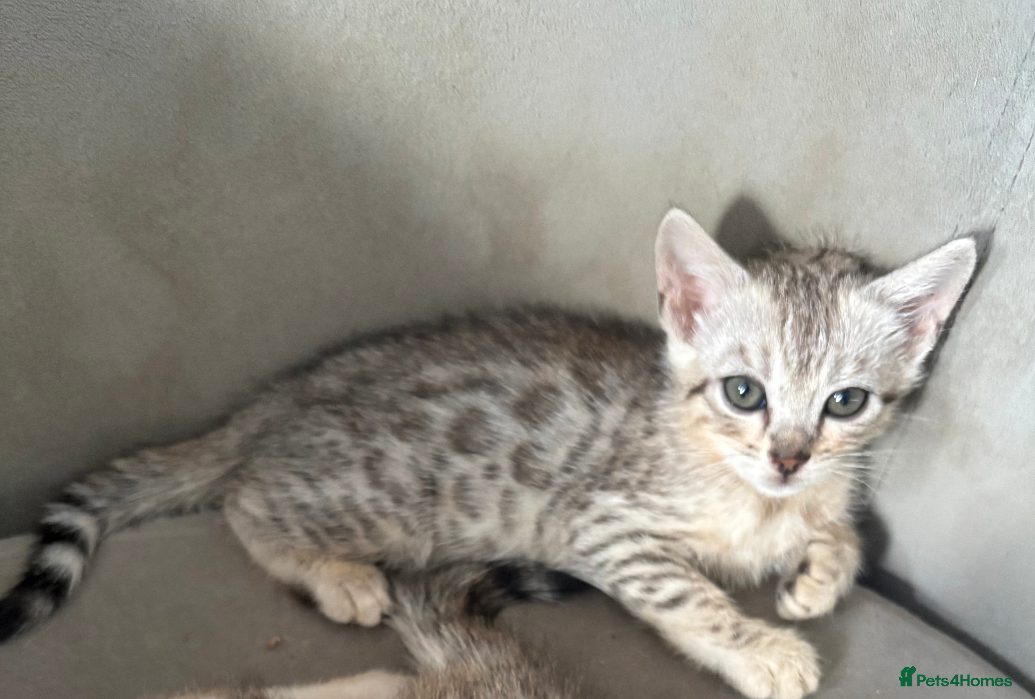 Bengal cats Stunning Tica reg Bengal kittens  - Advert 6