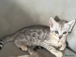 Bengal cats Stunning Tica reg Bengal kittens - Advert 6