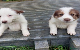Bearded Collie dogs for sale: Red beardie collie pups  - Image 4