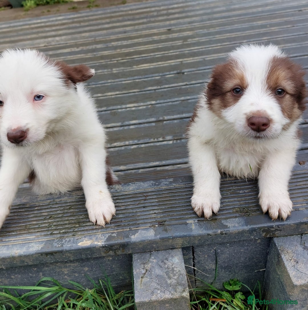 Bearded Collie dogs for sale: Red beardie collie pups  - Image 4