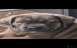 Cane Corso dogs for sale: Excellent Formentino Corso male puppies for sale.  - Image 6