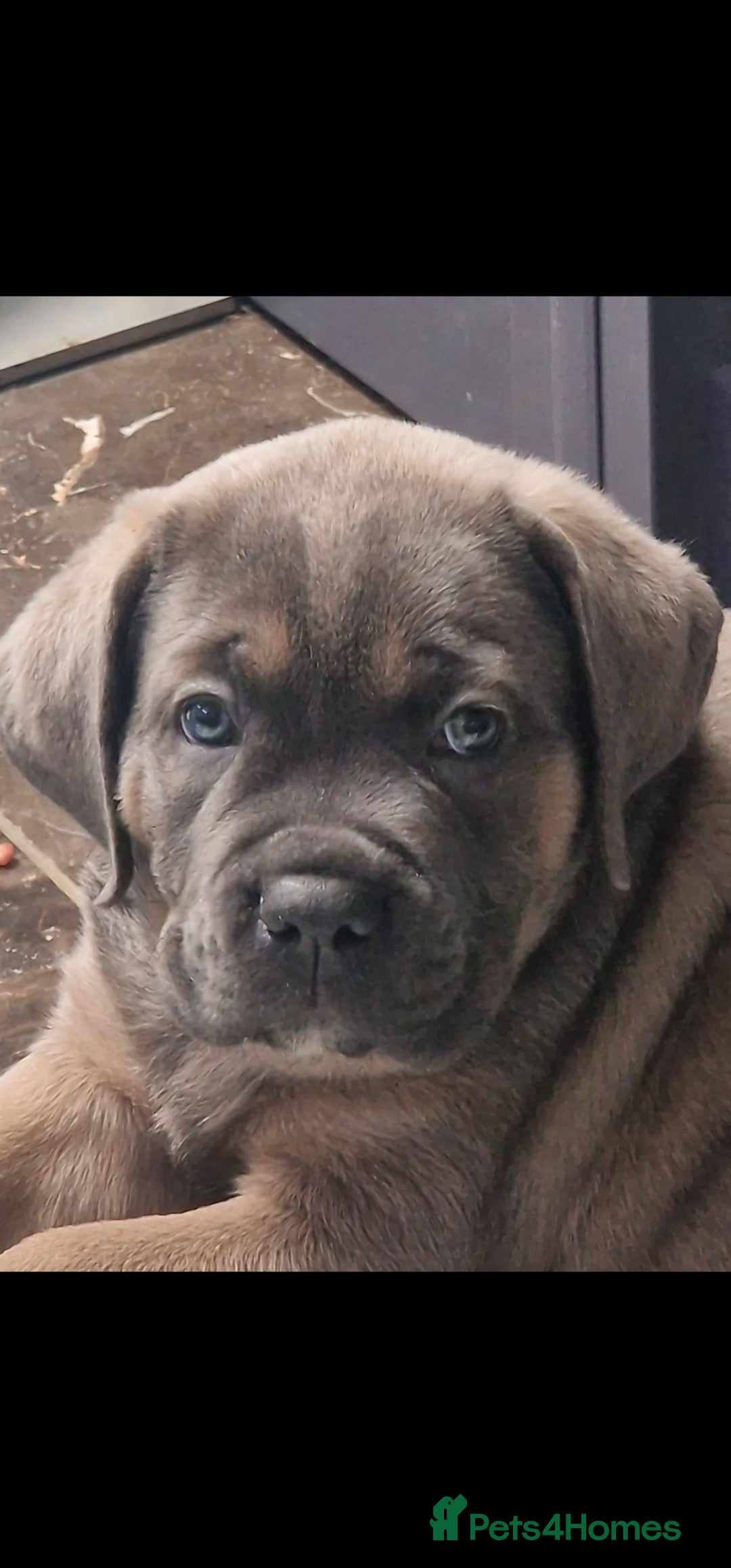 Cane Corso dogs for sale: Excellent Formentino Corso male puppies for sale.  - Image 6