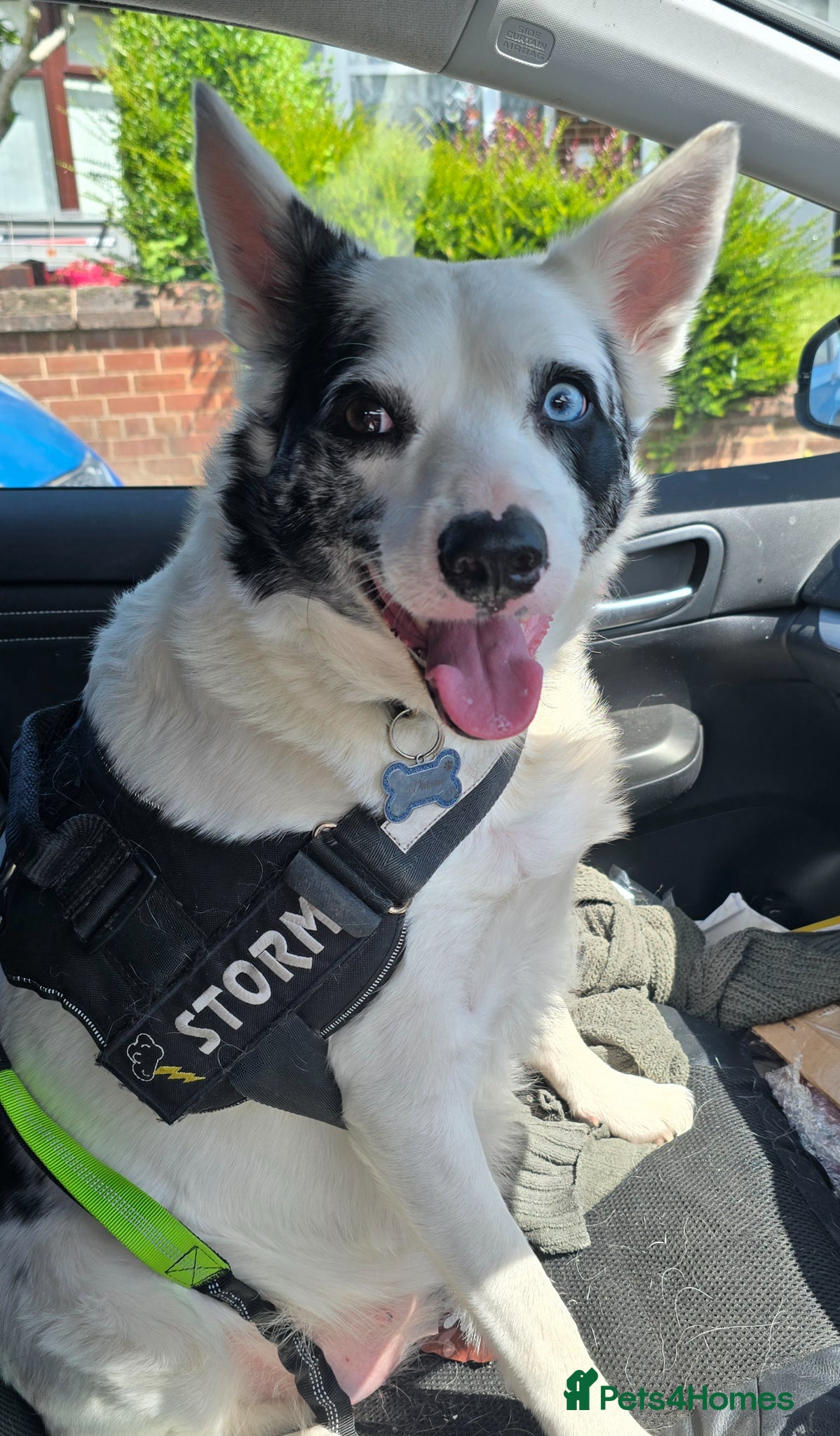 Border Collie dogs Blue merle- bi eyed - needs a loving home  - Advert 8