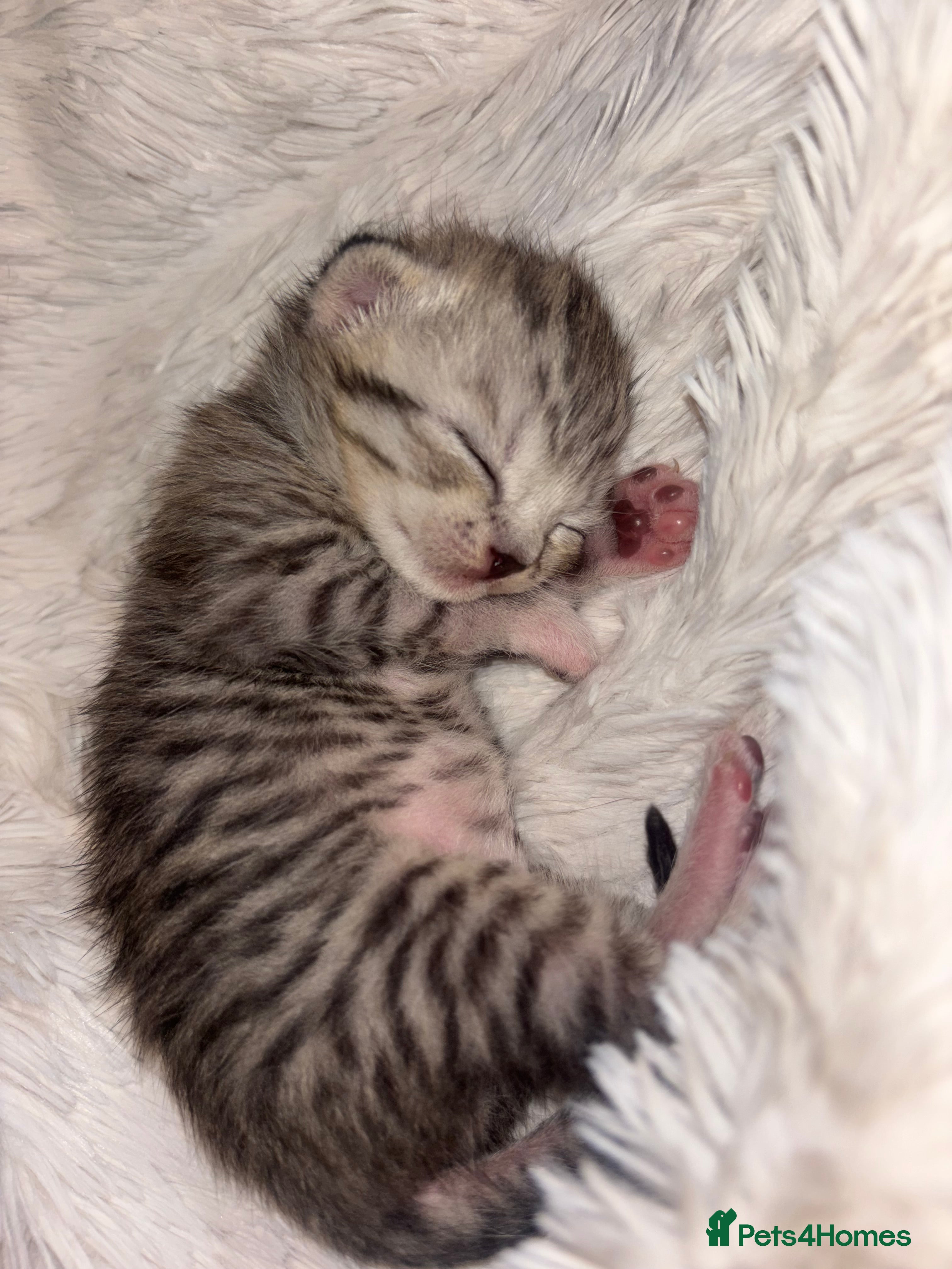 Scottish Fold cats Adorable Scottish Straight Kittens 🥰 - Advert 2
