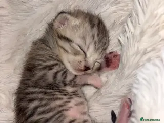 Scottish Fold cats Adorable Scottish Straight Kittens 🥰 - Advert 2