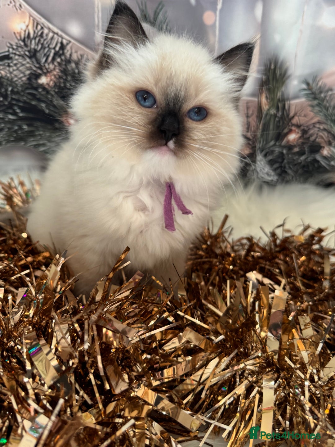 Ragdoll cats for sale: 🏆 gccf ragdoll grand champion kittens 🏆 - Advert 9