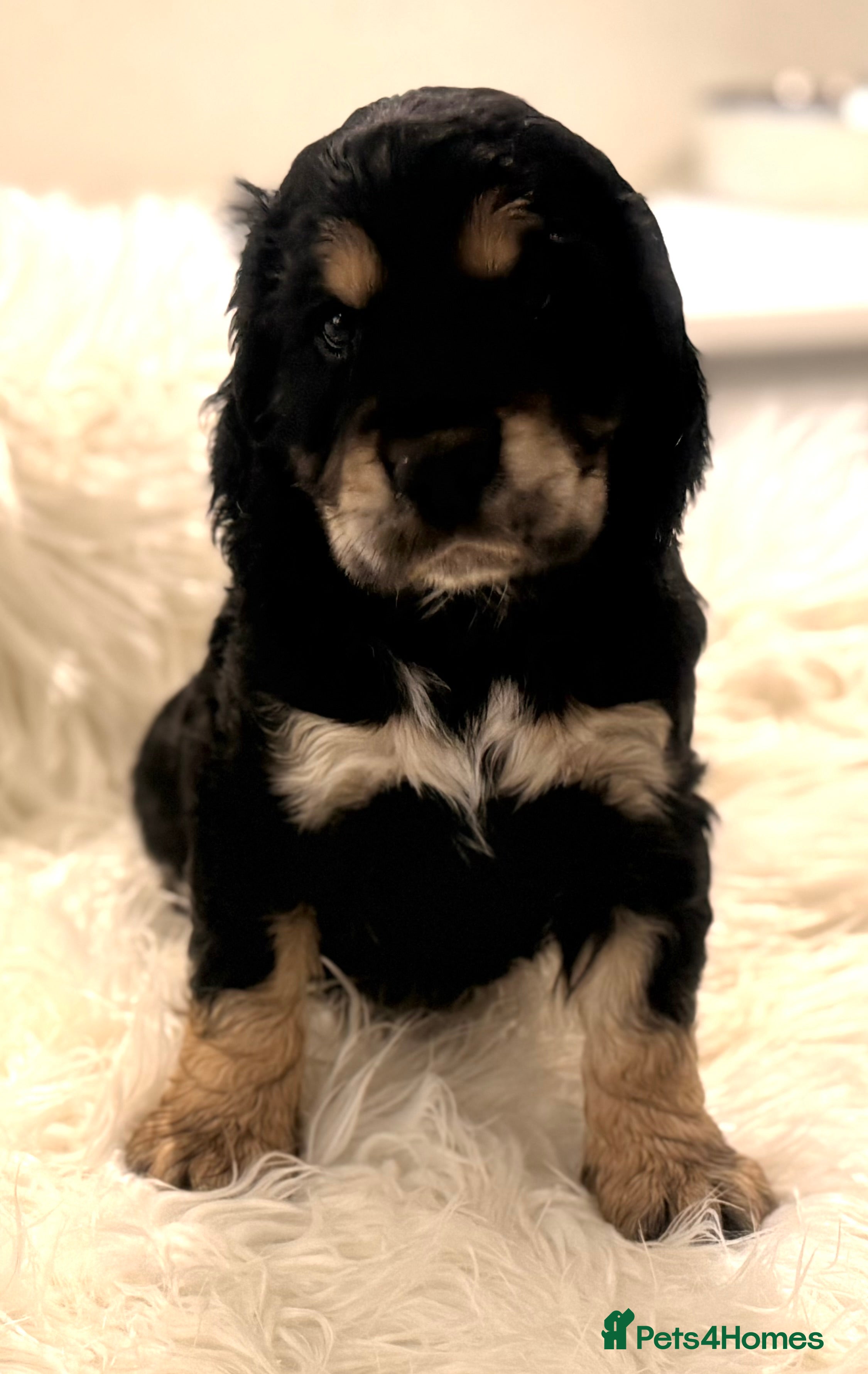 Cocker Spaniel dogs Show Cocker Spaniels for sale  - Advert 1