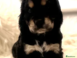 Cocker Spaniel dogs Show Cocker Spaniels for sale - Advert 1