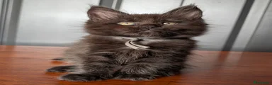 Maine Coon 2 (grey collar)