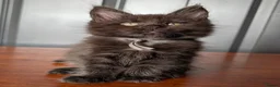 Maine Coon cats for sale: Pure Blood Maine Coons  - Advert 6