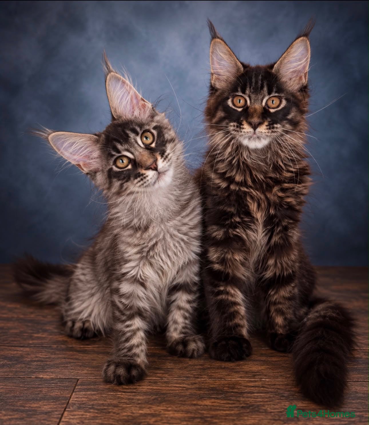 Maine Coon cats Ready to go ☺️ - Advert 1