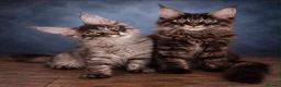 Maine Coon cats for sale: Ready to go ☺️ - Advert 1