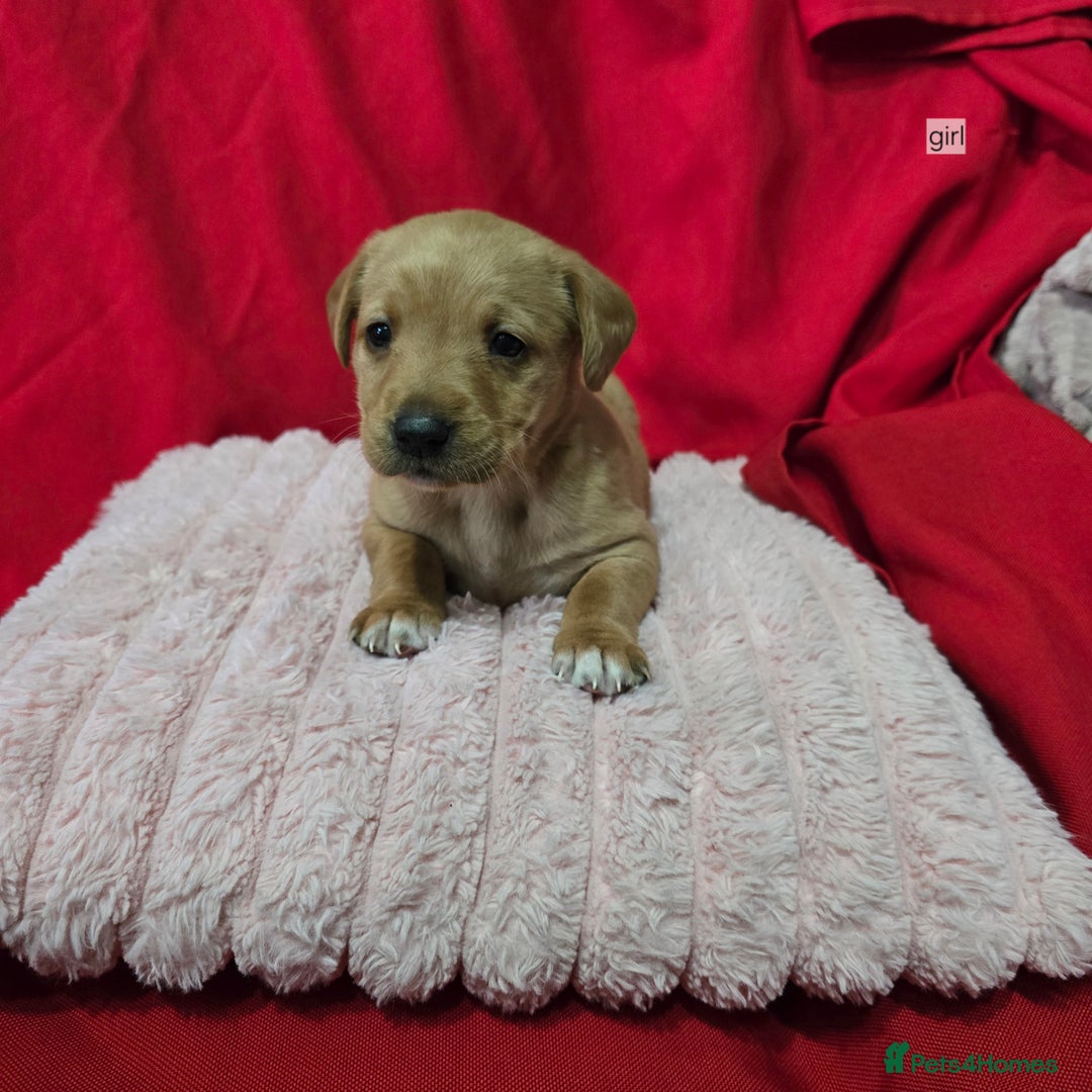 Labrador Retriever dogs for sale: Labrador retriever puppies - Advert 8