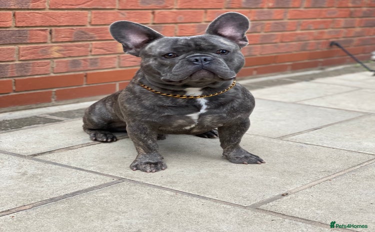 French Bulldog dogs - Advert 2