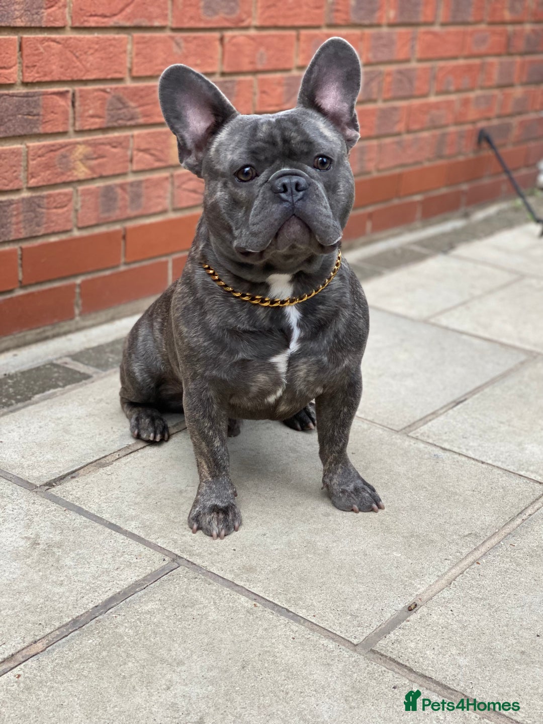 French Bulldog dogs for stud: Beautiful solid french bulldog storm - Image 1
