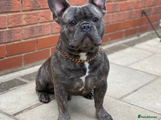 French Bulldog dogs - Advert 36