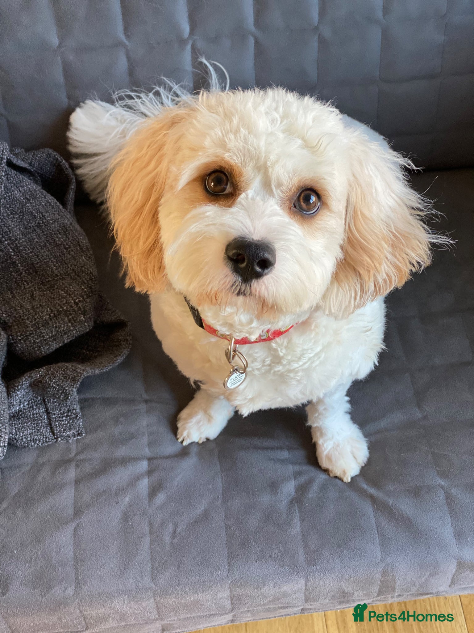 Cavachon dogs for sale: Flash - Cavachon in Taunton - Advert 6