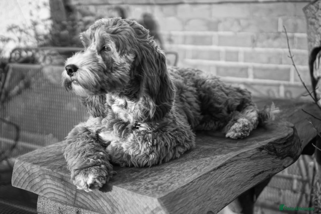 Cockapoo dogs for sale: Welcome to Cotswold Cavapoos and Cockapoos - Advert 28