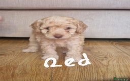 Cavapoo dogs for sale: Cavapoo puppies  - Image 7