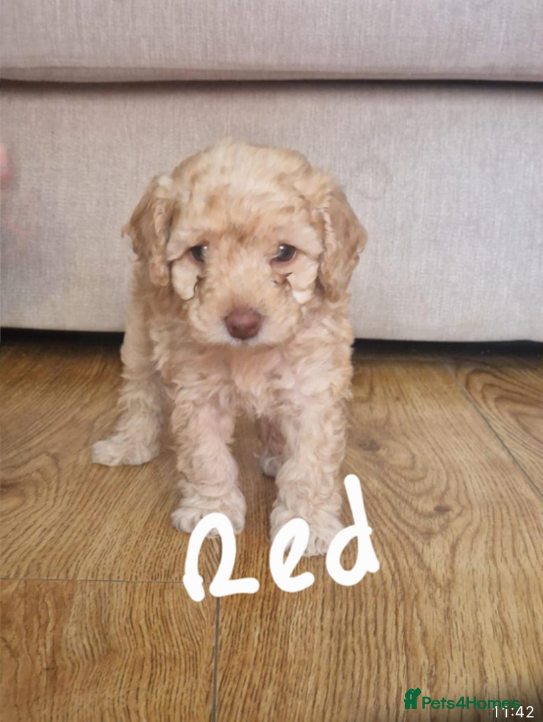Cavapoo dogs for sale: Cavapoo puppies  - Image 7