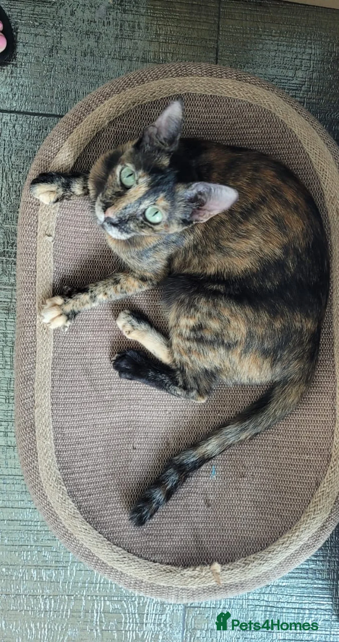 Mixed Breed cats for adoption: Siren - Advert 5