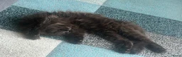Ragdoll cats for sale: 2 Brothers looking for together home in Sheerness - Advert 5
