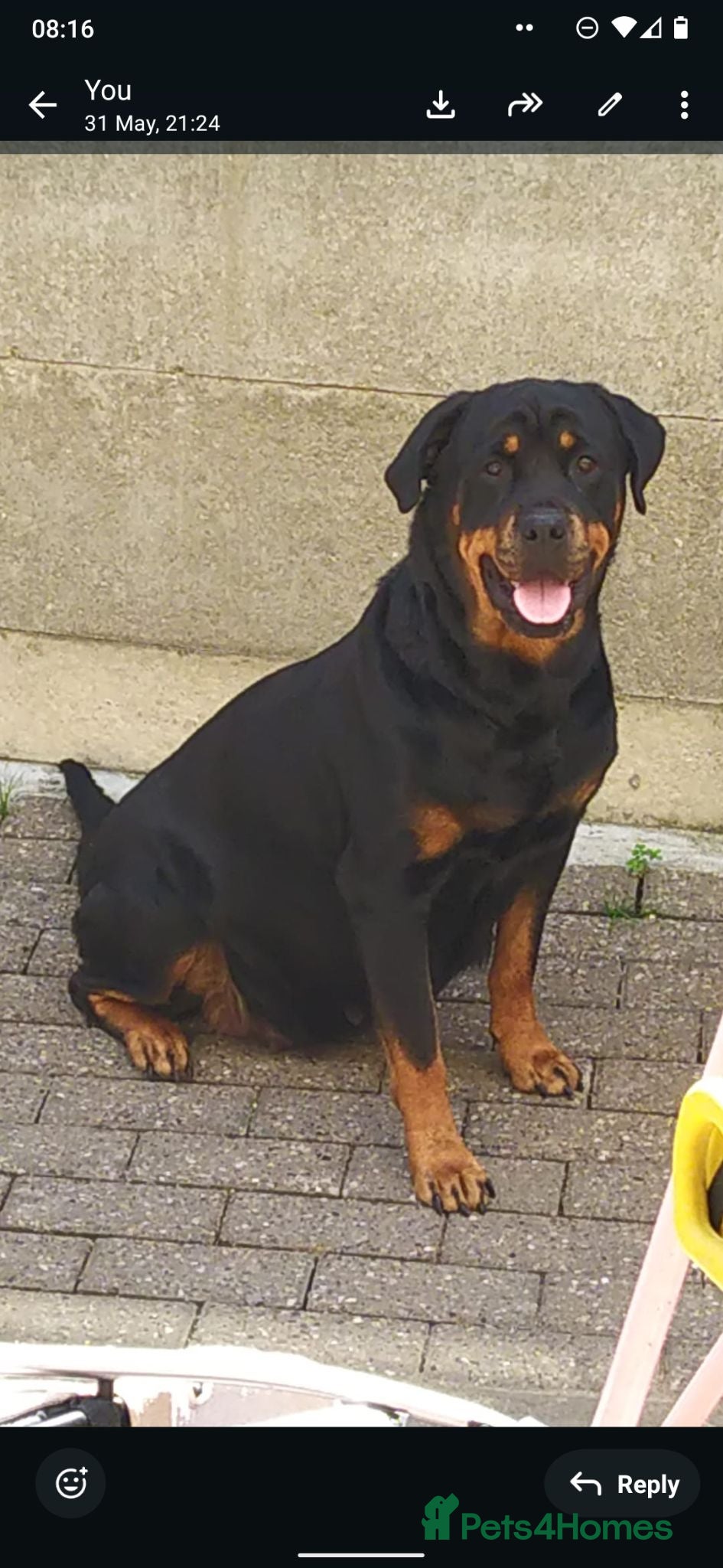 Rottweiler dogs  Nearly 5 weeks old lovely little rotwieler puppys - Advert 1