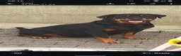 Rottweiler dogs for sale:  Nearly 5 weeks old lovely little rotwieler puppys - Advert 1