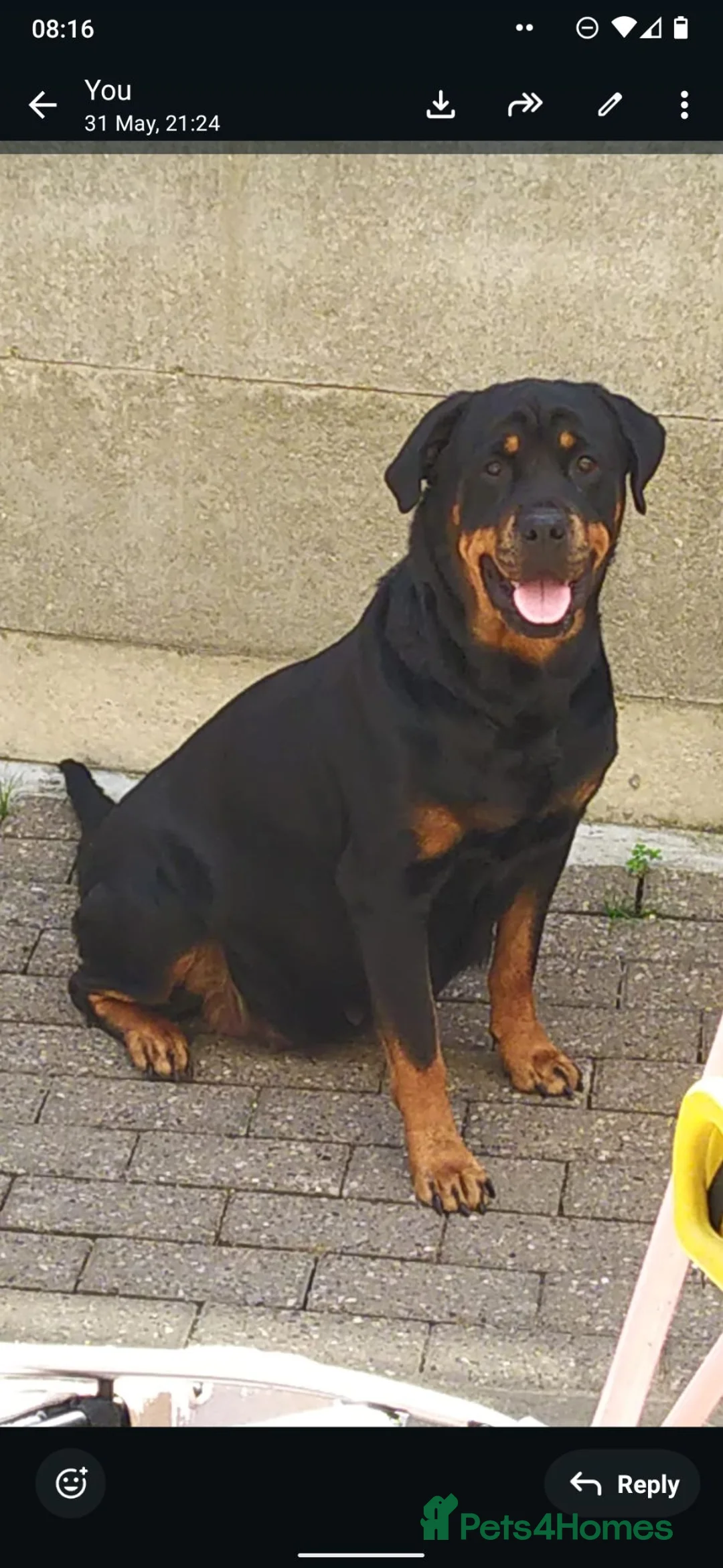 Rottweiler dogs for sale:  Nearly 5 weeks old lovely little rotwieler puppys - Advert 1
