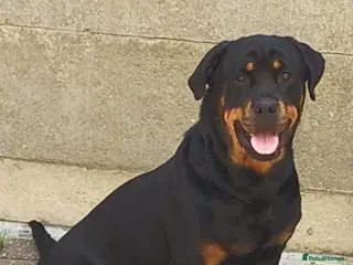 Rottweiler dogs Nearly 5 weeks old lovely little rotwieler puppys - Advert 1
