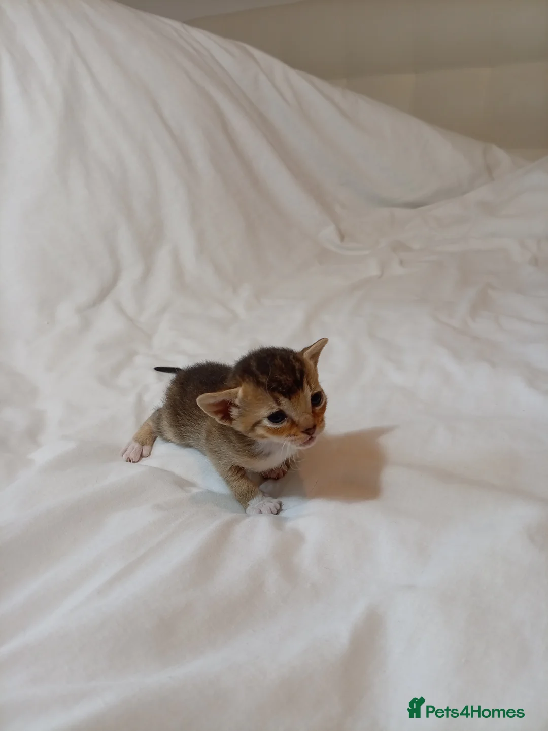 Mixed Breed cats for sale: Abyssinian X from outcross programme - Advert 2